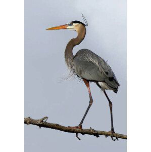 Umělecká fotografie Heavenly Heron - Great Blue Heron, Jim Cumming, (26.7 x 40 cm)