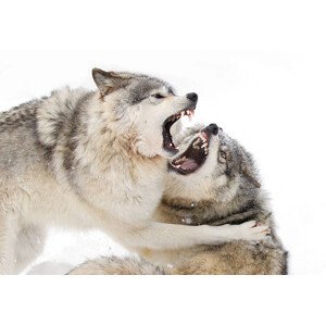 Umělecká fotografie Timber wolves play fighting in the snow, Jim Cumming, (40 x 26.7 cm)