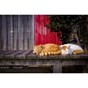 Umělecká fotografie Cats sleeping on the bench, Marser, (40 x 26.7 cm)