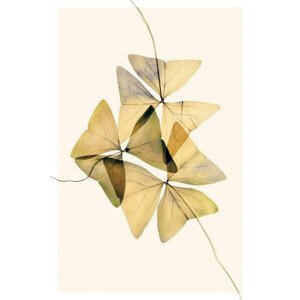 Ilustrace Beautiful dried flowers on yellow background, andersboman, (26.7 x 40 cm)