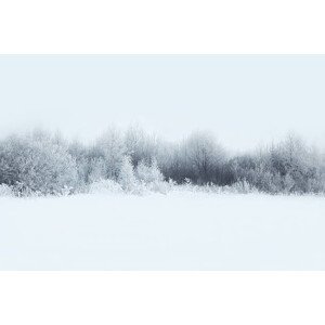 Umělecká fotografie Beautiful winter forest landscape, trees covered, Guasor, (40 x 26.7 cm)