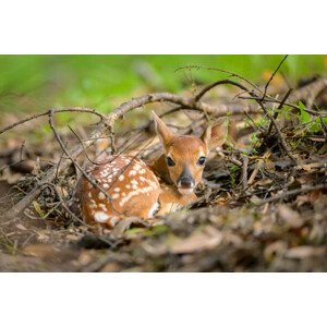 Umělecká fotografie Newborn white-tailed deer fawn on forest floor, jared lloyd, (40 x 26.7 cm)