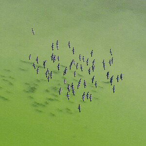 Umělecká fotografie Lake Eyre Aerial Image, Ignacio Palacios, (40 x 40 cm)