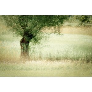 Ilustrace Willow, Nel Talen, (40 x 26.7 cm)