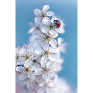 Umělecká fotografie Spring, Fabrizio Daminelli, (26.7 x 40 cm)