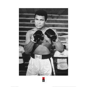 Umělecký tisk Muhammad Ali - Pose, (60 x 80 cm)