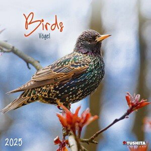 Kalendář 2025 Birds