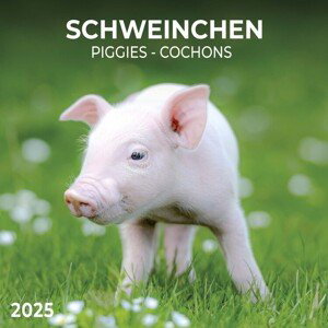 Kalendář 2025 Piggies