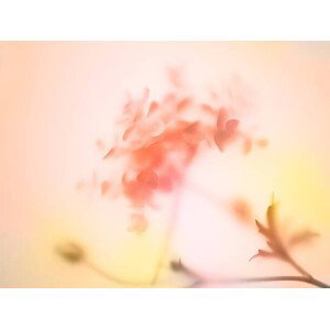 Fotografie Multi colored abstract background of the flower, Level1studio, (40 x 30 cm)