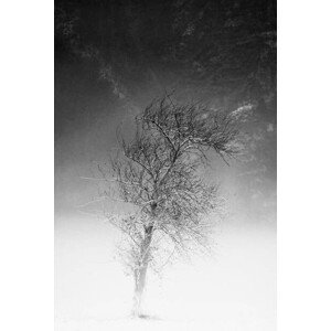 Fotografie the tree and frozen soil in black and white, Alessandro Pianalto, (26.7 x 40 cm)