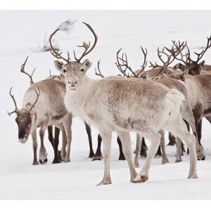 Fotografie Reindeer with antlers, Eva Mårtensson, 40x35 cm
