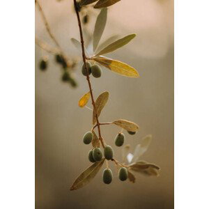 Fotografie Olivenbäume Olivenplantage in der Toscana Italien, Tabitha Arn, 26.7x40 cm