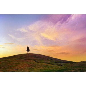 Fotografie Lonely Cypress Tree In Tuscany, Peter Zelei Images, 40x26.7 cm