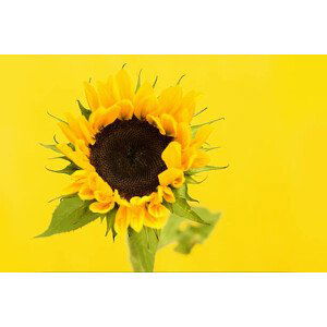 Fotografie Sunflower, Dizzy, 40x26.7 cm