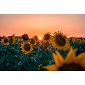 Fotografie Sunflower field at beautiful sunset., wilatlak villette, 40x26.7 cm