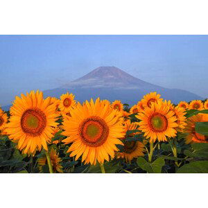 Fotografie Fuji and sunflower, I love Photo and Apple., 40x26.7 cm