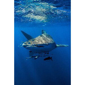 Fotografie A school of suckerfish, Sharksuckers and, Jason Edwards, 26.7x40 cm