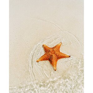 Fotografie Orange starfish on sandy seashore, high angle view, Catherine Ledner, 30x40 cm