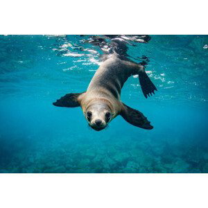 Fotografie Close-up of seal swimming in sea, Grant Thomas / 500px, 40x26.7 cm