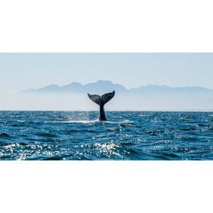 Fotografie Seascape with Whale tail., USO, 40x20 cm