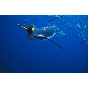 Fotografie KING PENGUIN SWIMMING, OTHERS IN BACKGROUND, Kevin Schafer, 40x26.7 cm