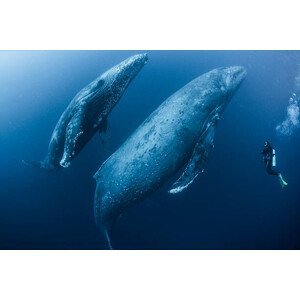Fotografie Scuba diver approaches adult female humpback, Rodrigo Friscione, 40x26.7 cm