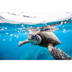 Fotografie Green turtle at the water surface, LL28, 40x26.7 cm