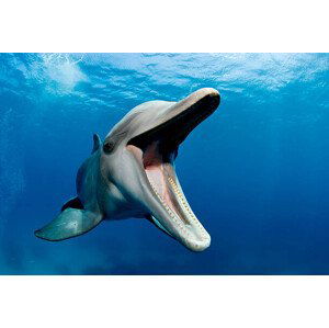 Fotografie Atlantic bottlenose dolphin, Tursiops truncatus, Stephen Frink, 40x26.7 cm