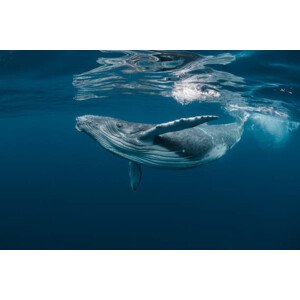 Fotografie A Baby Humpback Whale Plays Near, Craig Lambert, 40x26.7 cm