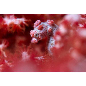 Fotografie Pygmy Seahorse reef, mkurtbas, 40x26.7 cm