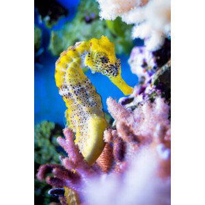 Fotografie Close-up of sea horse swimming in sea,Germany, Michael Wittig / 500px, 26.7x40 cm