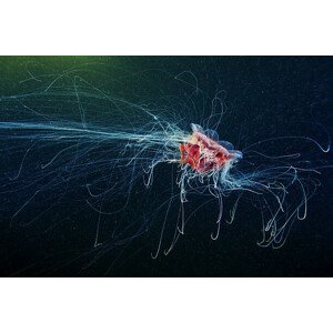 Fotografie Lion's Mane Jellyfish - Cyanea capillata, Alexander Semenov, 40x26.7 cm