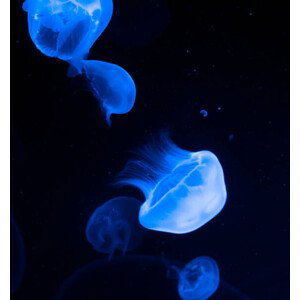 Fotografie Jellyfish, sanja stojakovic, 40x40 cm