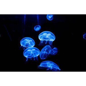 Fotografie Jellyfish, Sandrine Bercier, 40x26.7 cm