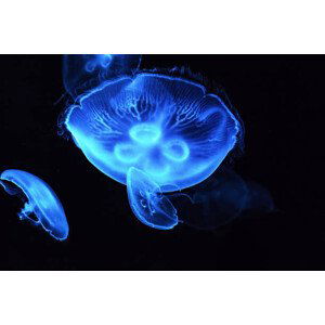 Fotografie Close-up of jellyfish swimming in sea, jiangshitou808 / 500px, 40x26.7 cm