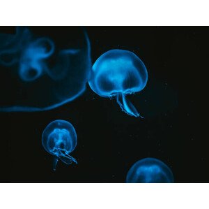 Fotografie Jellyfish, Martin Herzog, 40x30 cm