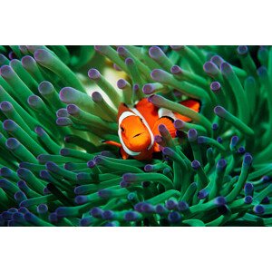 Fotografie False clown anemonefish  sheltering in, Georgette Douwma, 40x26.7 cm