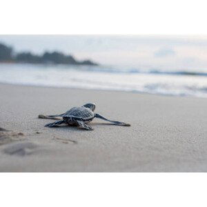 Fotografie Leather back turtle babies are released, Riza Azhari, 40x26.7 cm