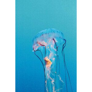 Fotografie Purple striped jellyfish, Chrysaora colorata, LagunaticPhoto, 26.7x40 cm