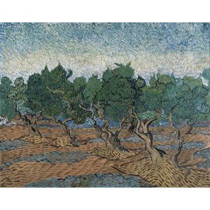 Vincent van Gogh - Obrazová reprodukce Olive Grove, 1889, (40 x 30 cm)