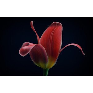 Umělecká fotografie First Tulip, Lotte	Grønkjær, (40 x 26.7 cm)