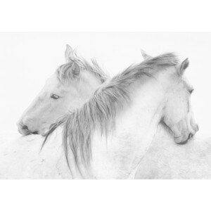 Umělecká fotografie Horses, marie-anne	stas, (40 x 26.7 cm)