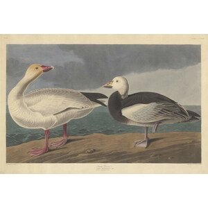 John James (after) Audubon - Obrazová reprodukce Snow goose, 1837, (40 x 26.7 cm)
