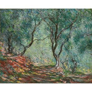 Monet, Claude - Obrazová reprodukce Olive Trees in the Moreno Garden; Bois d'oliviers au jardin Moreno, (40 x 35 cm)