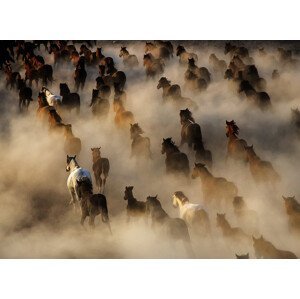 Umělecká fotografie Wild Horses, mehmet bedir, (40 x 30 cm)