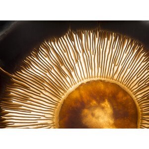 Umělecká fotografie Portobello mushroom, Wieteke de Kogel, (40 x 30 cm)