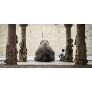 Umělecká fotografie The Elephant & its Mahot, ruhan, (40 x 20 cm)