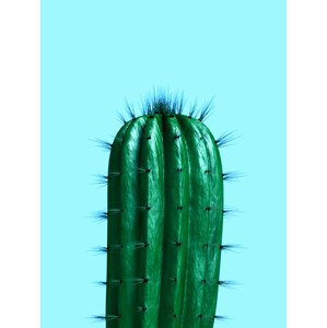 Ilustrace cactus1, Finlay & Noa, (30 x 40 cm)