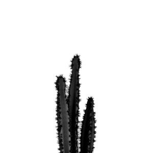 Ilustrace BLACK CACTUS 4, Finlay & Noa, (30 x 40 cm)