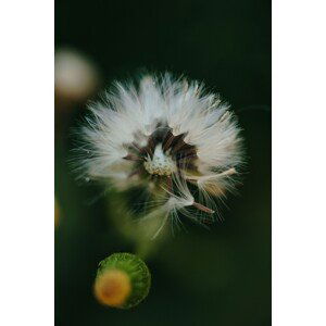 Umělecká fotografie Dandelion inside the forest, Javier Pardina, (26.7 x 40 cm)